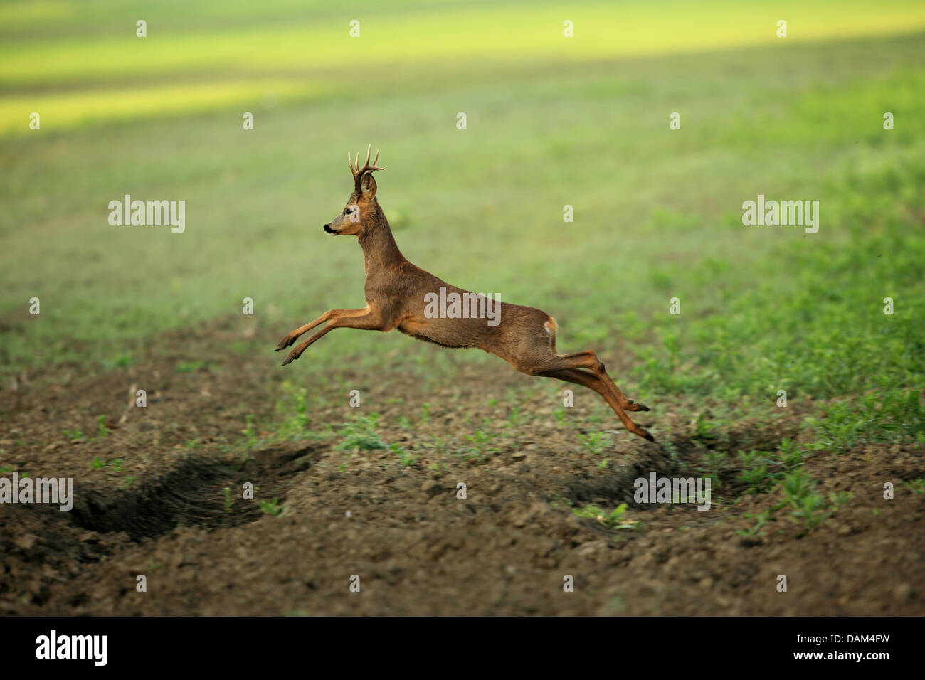 roe deer (Capreolus capreolus), roe buck jumping, Austria, Neusiedler See National Park Stock Photo
