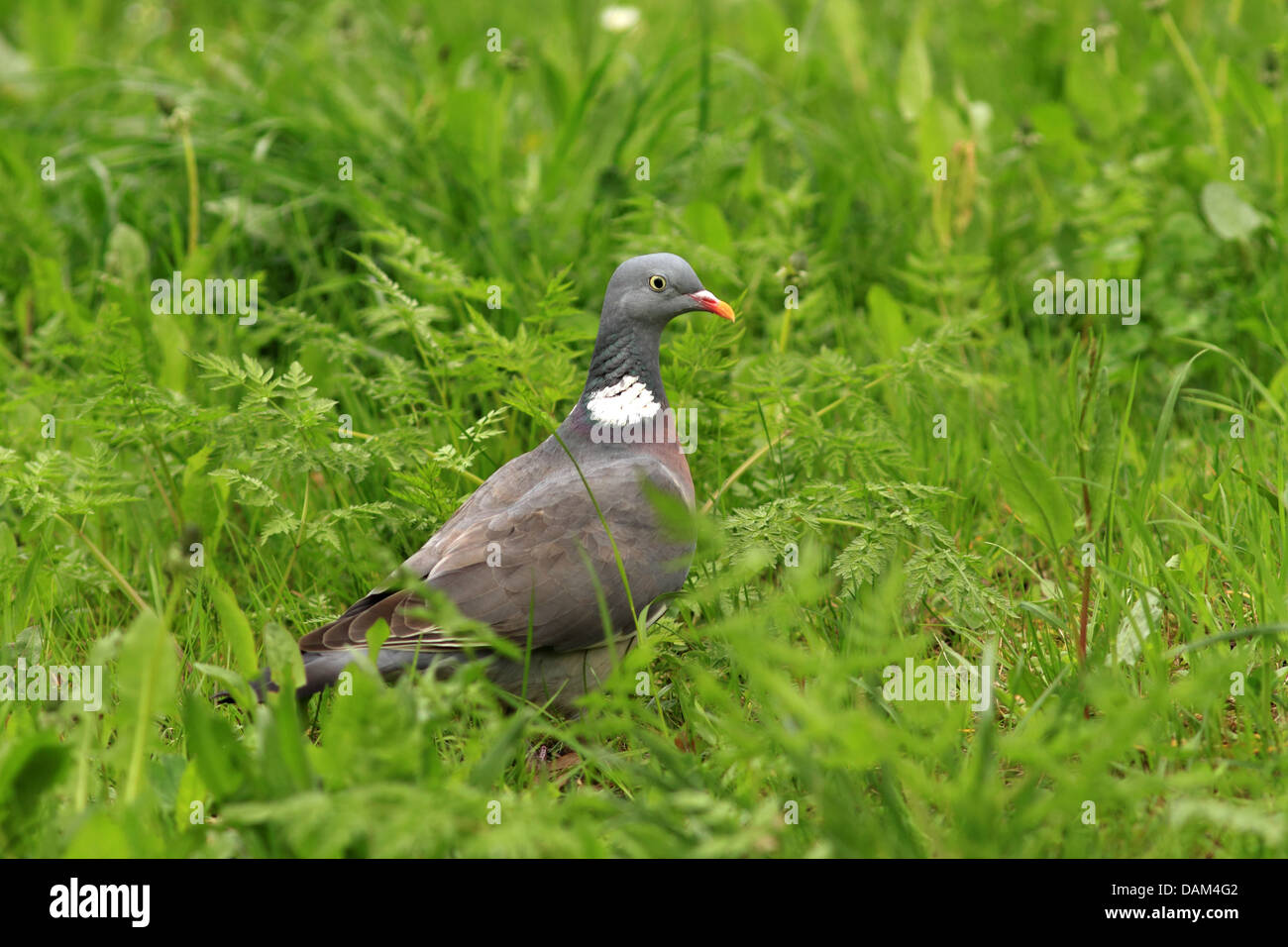 wood pigeon (Columba palumbus), standing in a meadow, Germany, Saxony Stock Photo