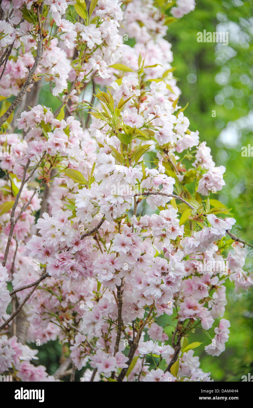 oriental cherry (Prunus serrulata 'Amanogawa', Prunus serrulata Amanogawa), cultivar Amanogawa, blooming branches Stock Photo