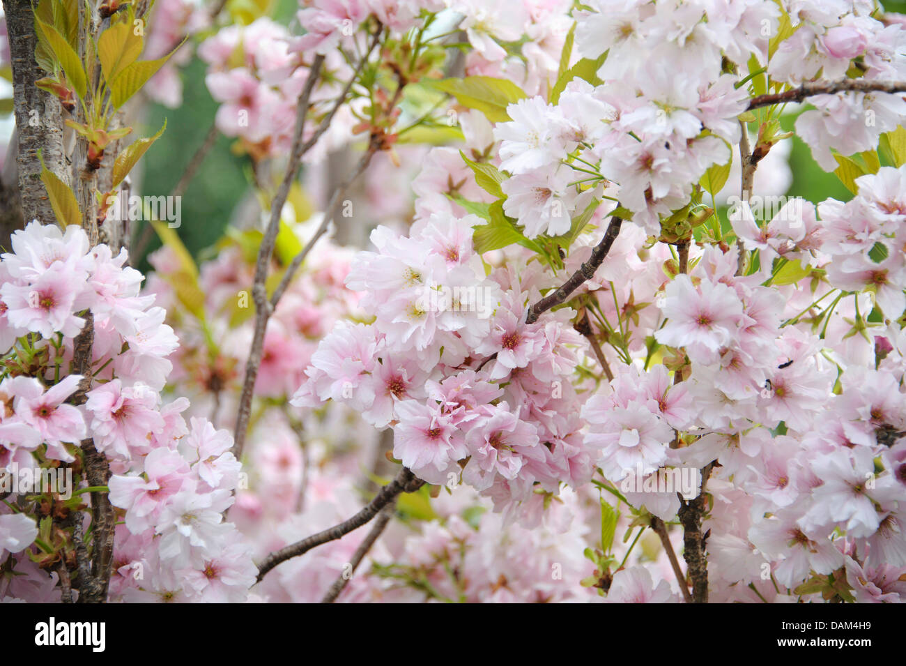 oriental cherry (Prunus serrulata 'Amanogawa', Prunus serrulata Amanogawa), cultivar Amanogawa, blooming branches Stock Photo
