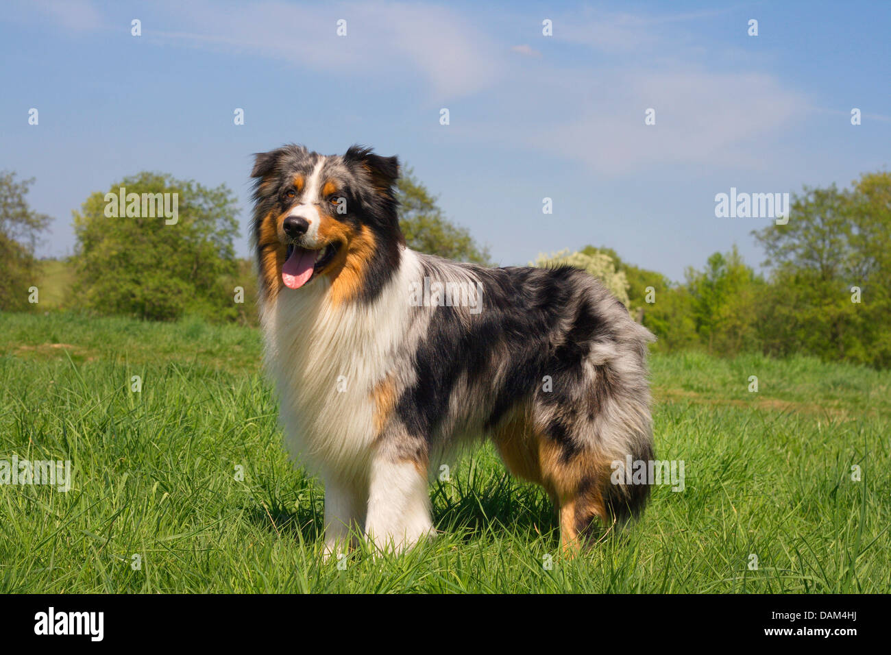 Australian Shepherd (Canis lupus f. familiaris), two-year-old male in Blue Merle colouration standing in a meadow, Germany Stock Photo