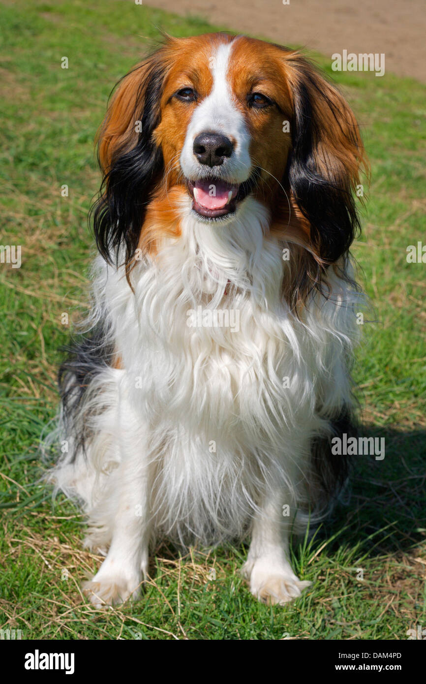 Small Dutch Waterfowl Dog (Canis lupus f. familiaris), two-year-old male sitting in the grass, Germany Stock Photo