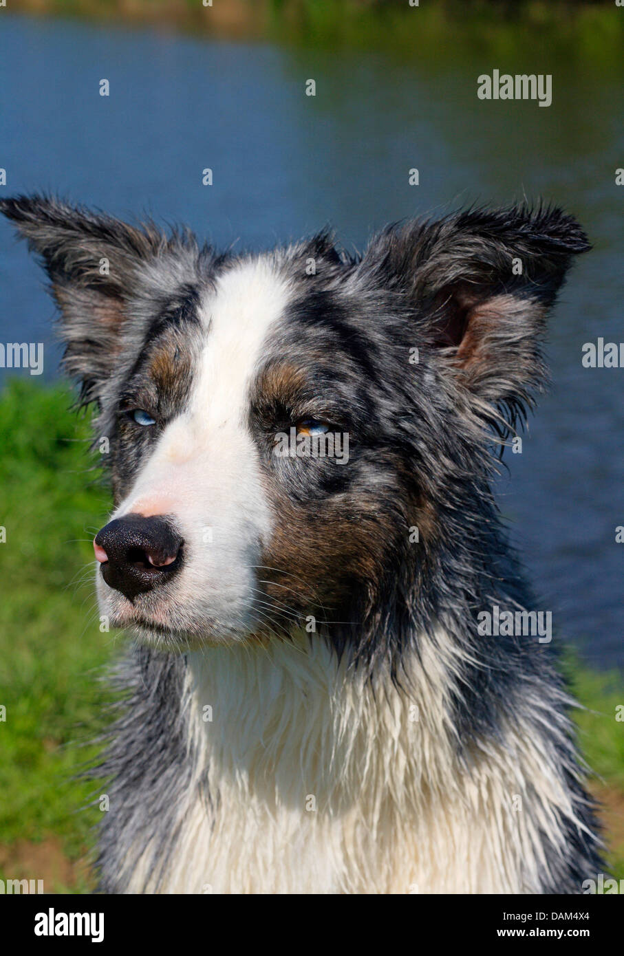Australian Shepherd (Canis lupus f. familiaris), four-year-old female in Blue Merle colouration at a water shore, Germany Stock Photo