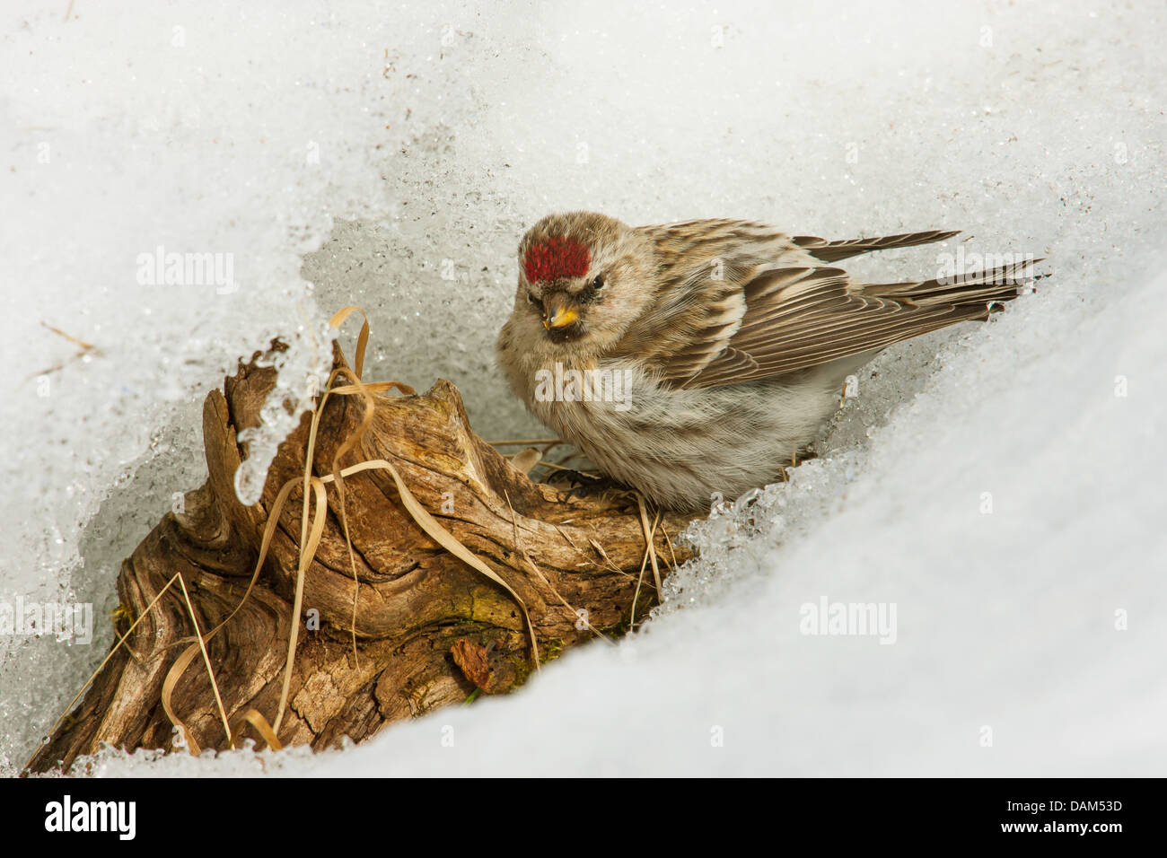 redpoll, common redpoll (Carduelis flammea, Acanthis flammea), on the feed in snow at a tree root, Sweden, Hamra National Park Stock Photo