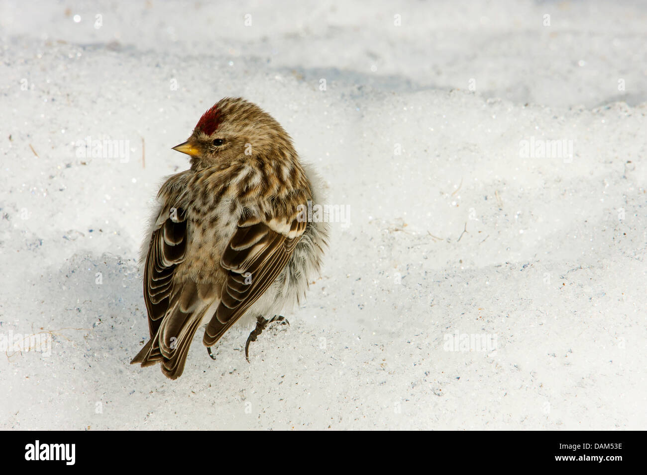 redpoll, common redpoll (Carduelis flammea, Acanthis flammea), sitting in snow, Sweden, Hamra National Park Stock Photo