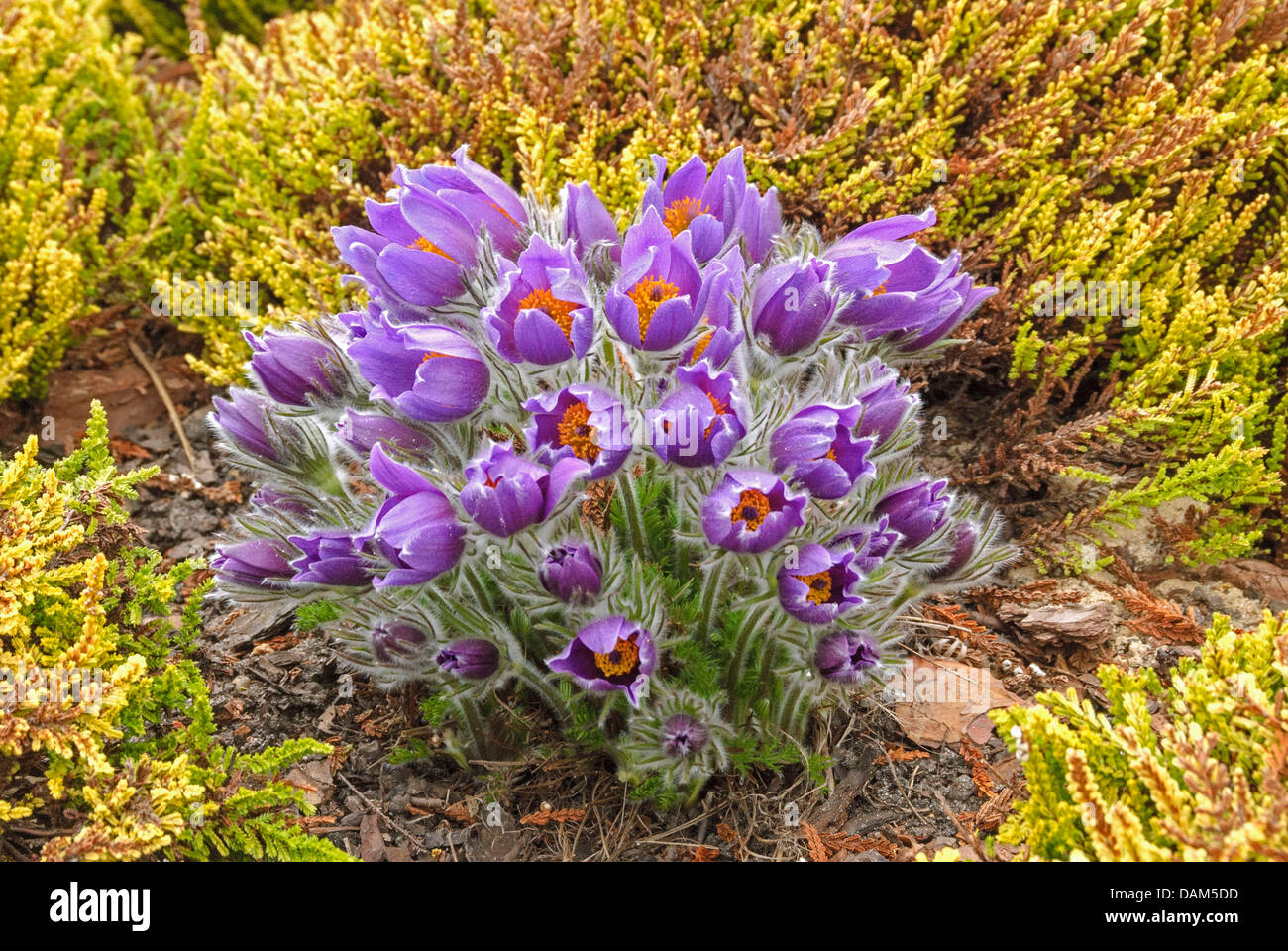 pasque flower (Pulsatilla vulgaris), in a garden with Erica carnea 'Isabell', Germany Stock Photo