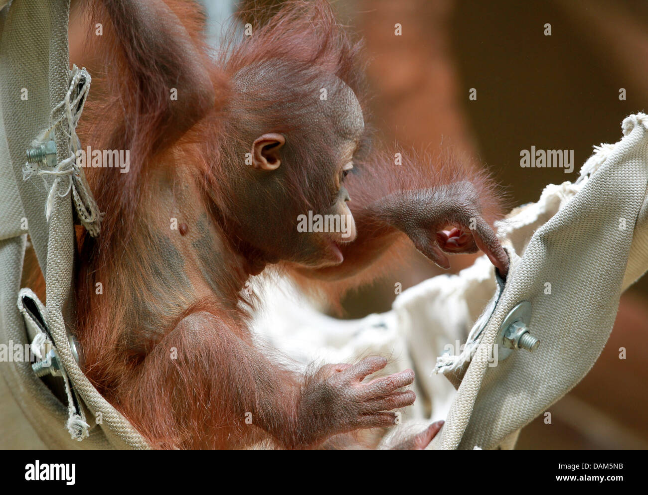 Almost one-year-old orang-outang boy 'Changi' plays around at the zoo in Krefeld, Germany, 24 May 2011. At this age, the boy can only leave his mother for a short time and needs to stay at short distance to 'Lea'. Photo: Roland Weihrauch Stock Photo
