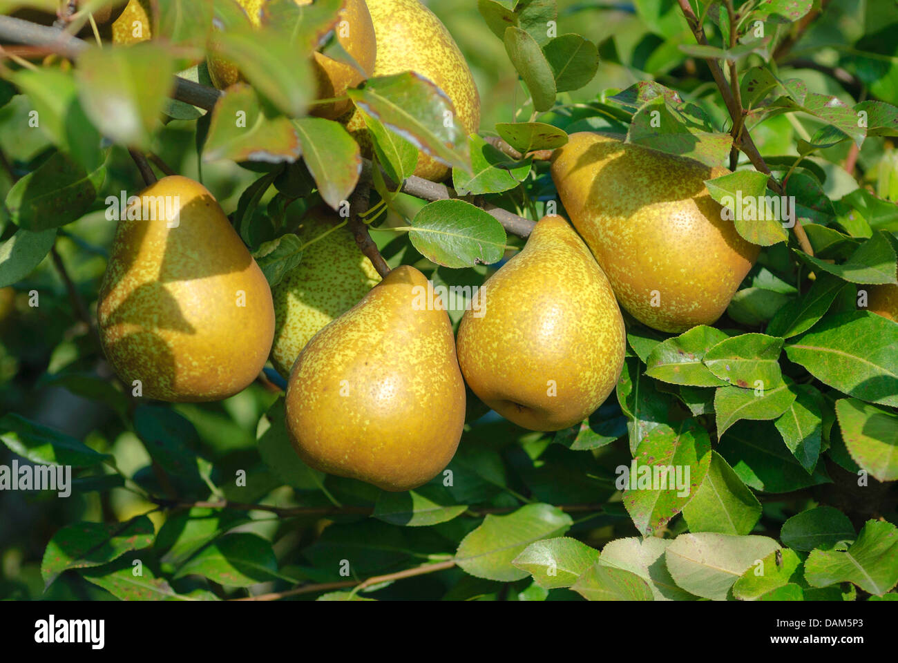 Common pear (Pyrus communis 'General Leclerc', Pyrus communis General Leclerc), cultivar General Leclerc, Germany Stock Photo