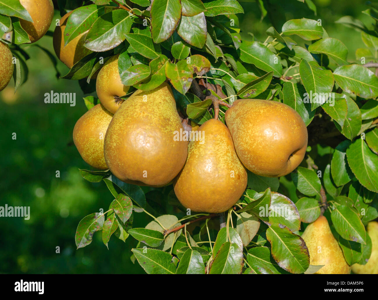 Common pear (Pyrus communis 'General Leclerc', Pyrus communis General Leclerc), cultivar General Leclerc Stock Photo