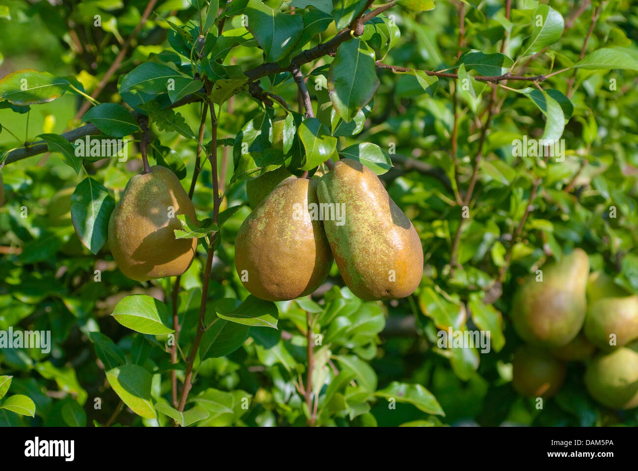 Common pear (Pyrus communis 'Jeanne d'Arc', Pyrus communis Jeanne d'Arc), cultivar Jeanne d'Arc Stock Photo