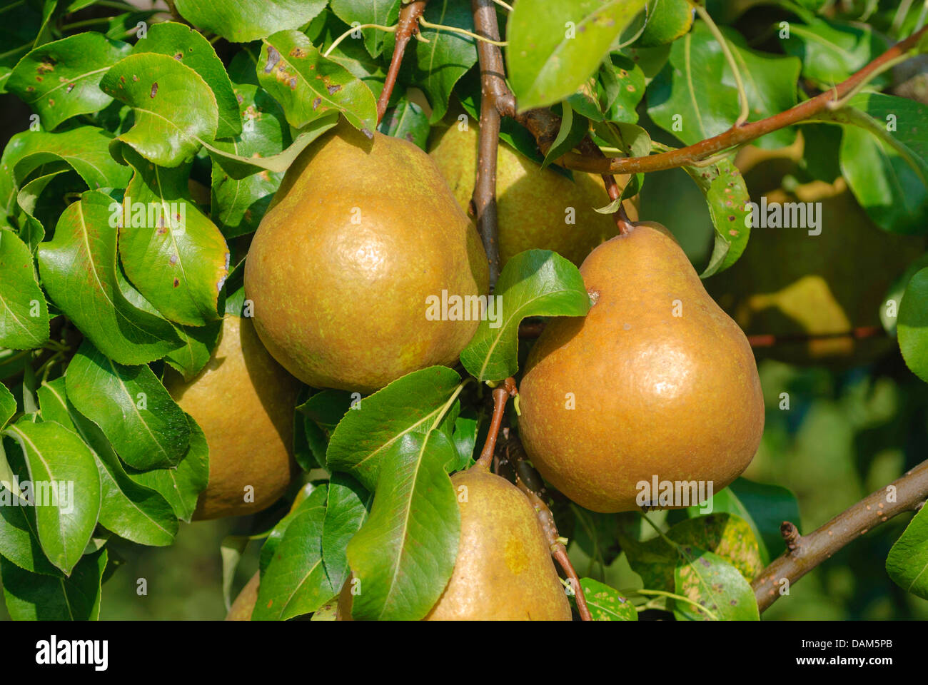 Common pear (Pyrus communis 'Kirilla', Pyrus communis Kirilla), cultivar Kirilla Stock Photo