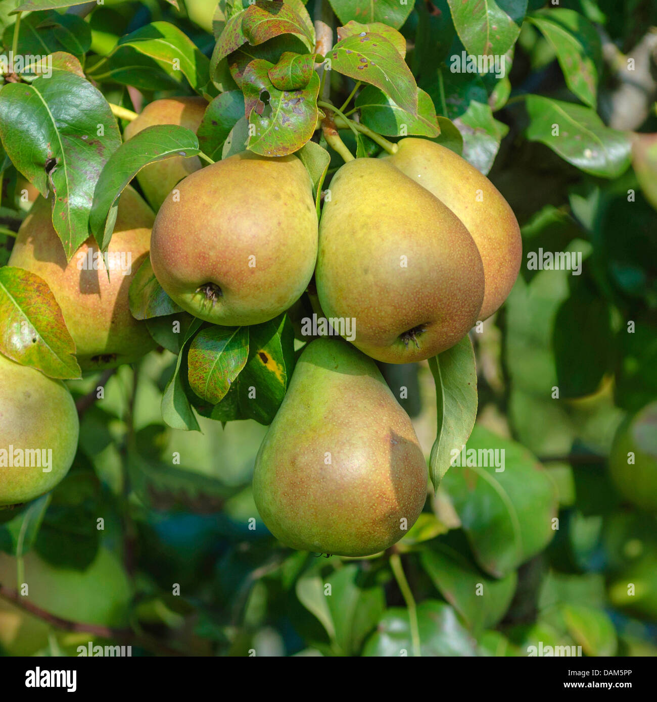 Common pear (Pyrus communis 'Nordhaeuser Winterforelle', Pyrus communis Nordhaeuser Winterforelle), cultivar Nordhaeuser Winterforelle Stock Photo