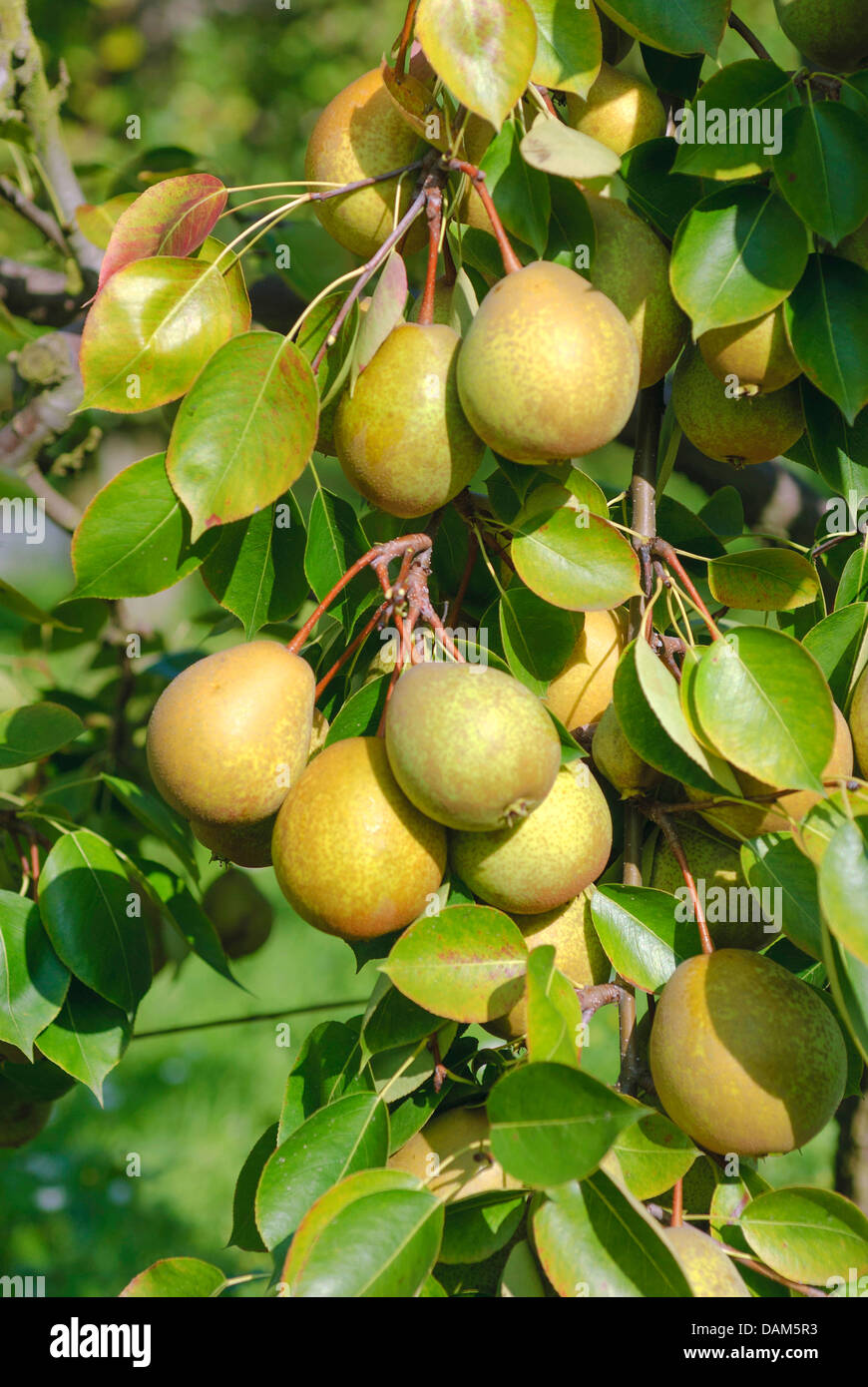 Common pear (Pyrus communis 'Tie Ton', Pyrus communis Tie Ton), cultivar Tie Ton Stock Photo
