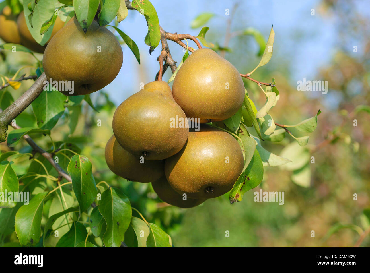 Common pear (Pyrus communis 'Uta', Pyrus communis Uta), cultivar Uta Stock Photo