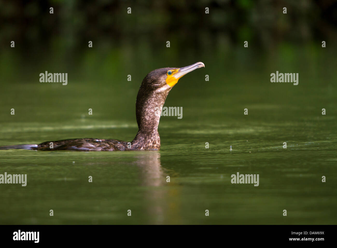 great cormorant (Phalacrocorax carbo), emerged after an unsuccessful hunting, Switzerland, Sankt Gallen Stock Photo