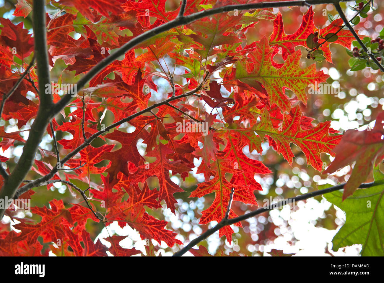 scarlet oak (Quercus coccinea), laves in autumn, Germany Stock Photo