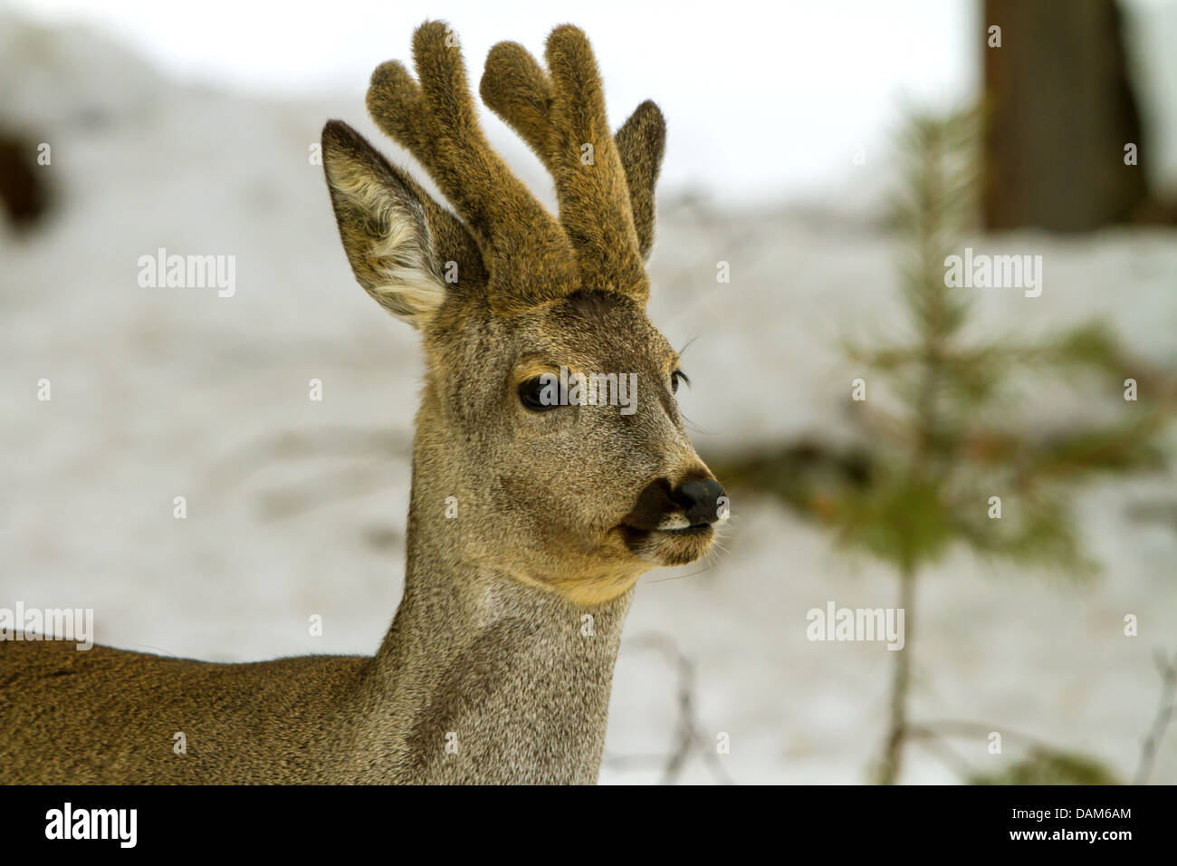 roe deer (Capreolus capreolus), roebuck with velvet, Sweden, Hamra National Park Stock Photo