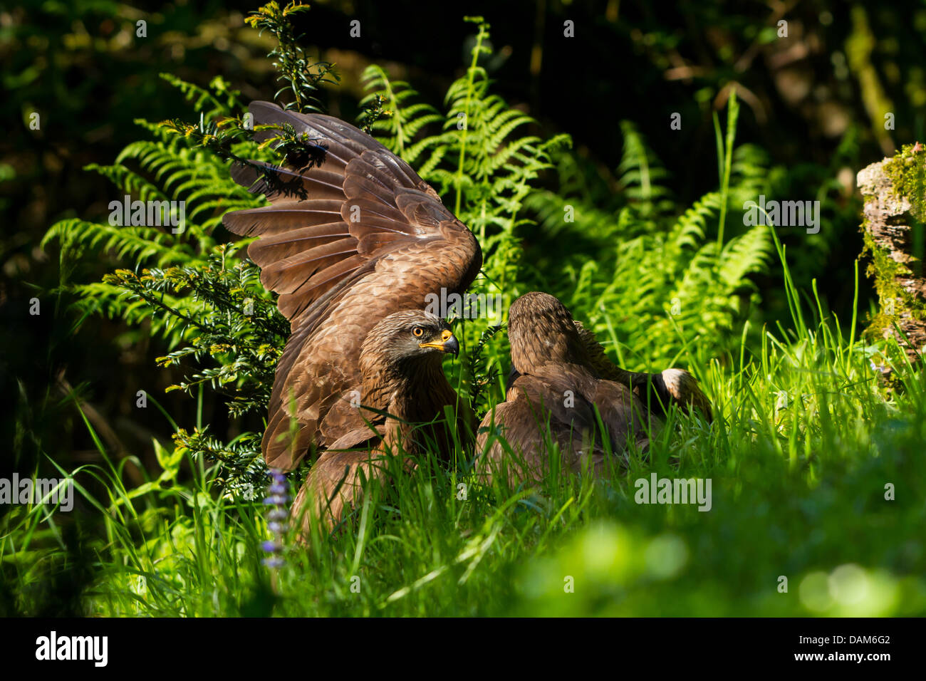 black kite, yellow-billed kite (Milvus migrans), two black kites on the ground, Switzerland, Sankt Gallen Stock Photo