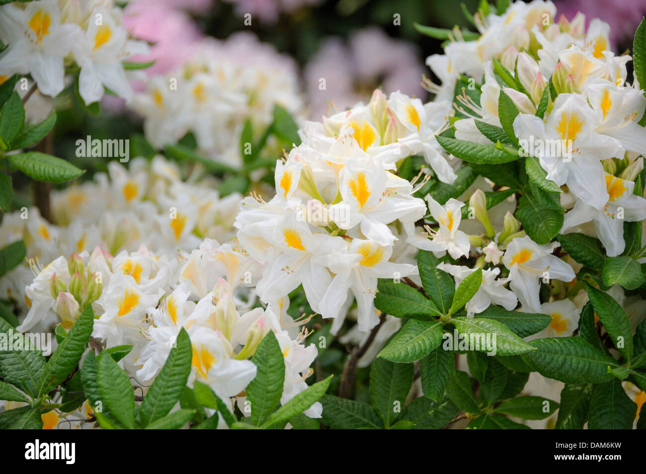 Knaphill Azalea (Rhododendron 'Persil', Rhododendron Persil), cultivar Persil, blooming branch Stock Photo