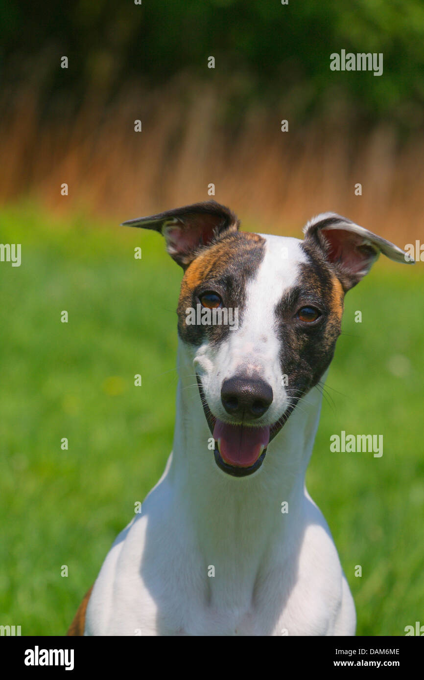 Whippet Canis Lupus F Familiaris Portrait Of A Short Haired