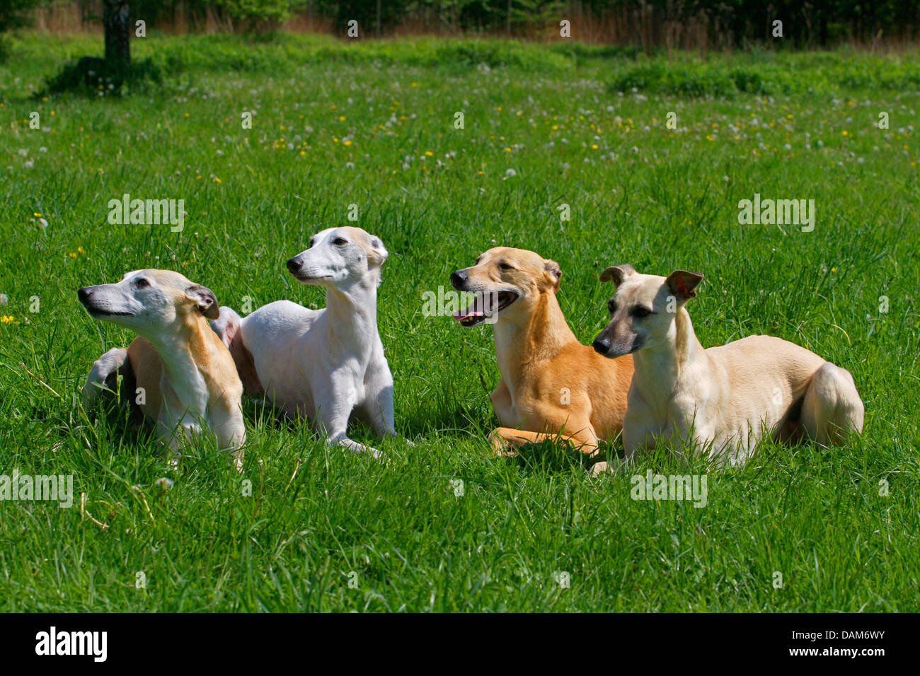 Whippet (Canis lupus f. familiaris), four Whippets lying side by side in a meadow, Germany Stock Photo