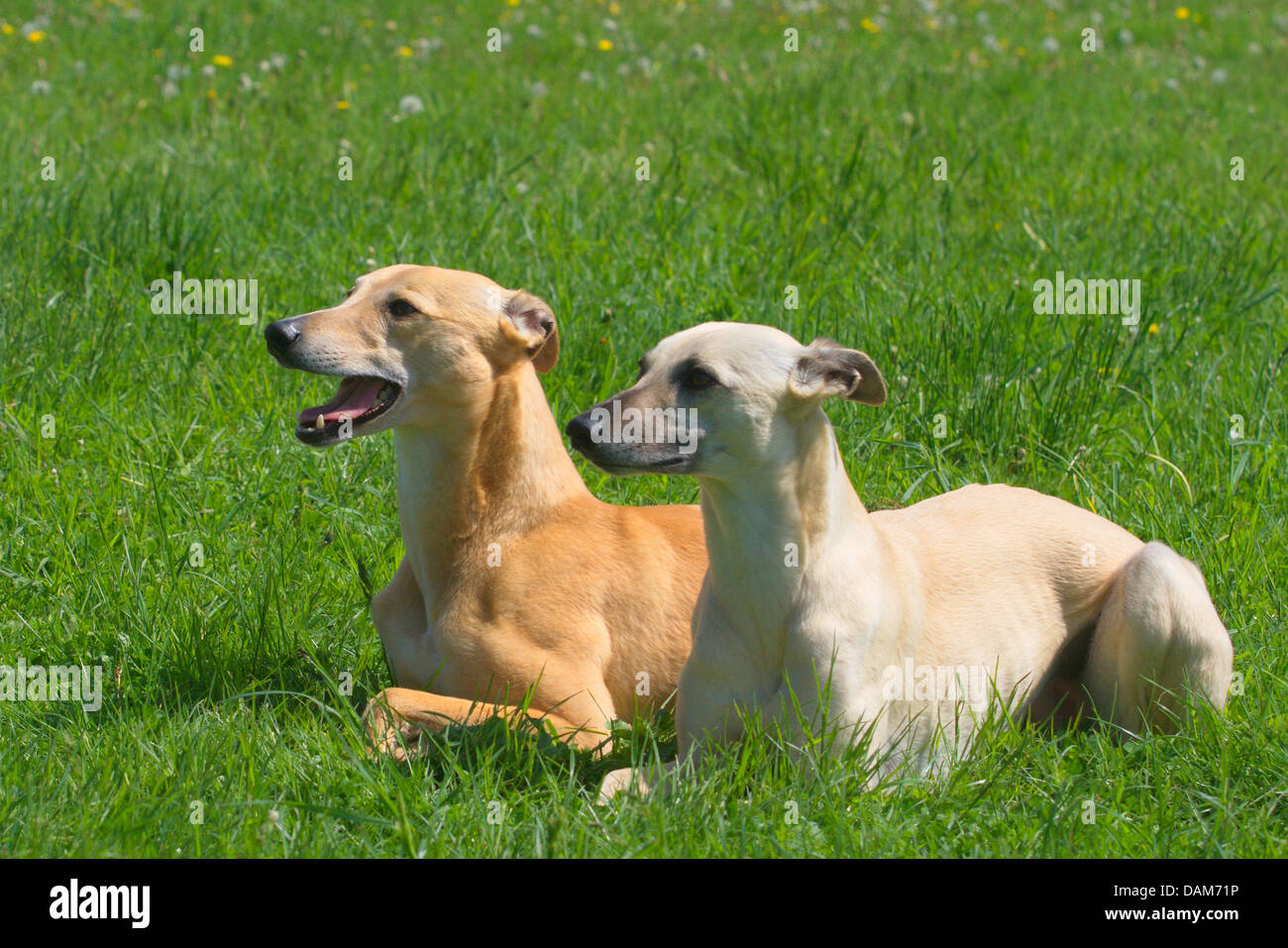 Whippet (Canis lupus f. familiaris), two Whippets lying side by side in a meadow, Germany Stock Photo