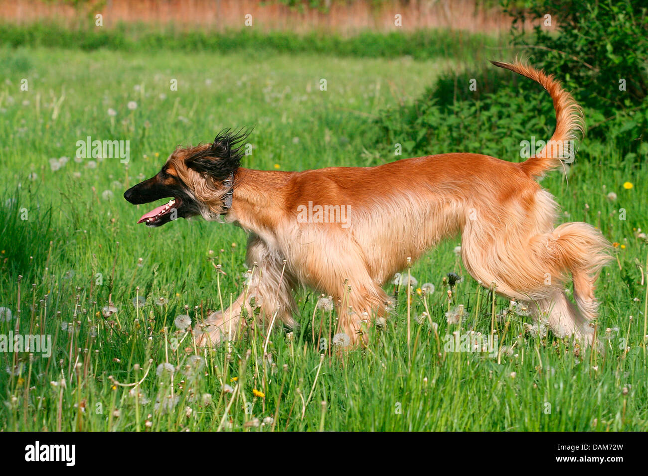 Afghanistan Hound, Afghan Hound (Canis lupus f. familiaris), running in a meadow, Germany Stock Photo