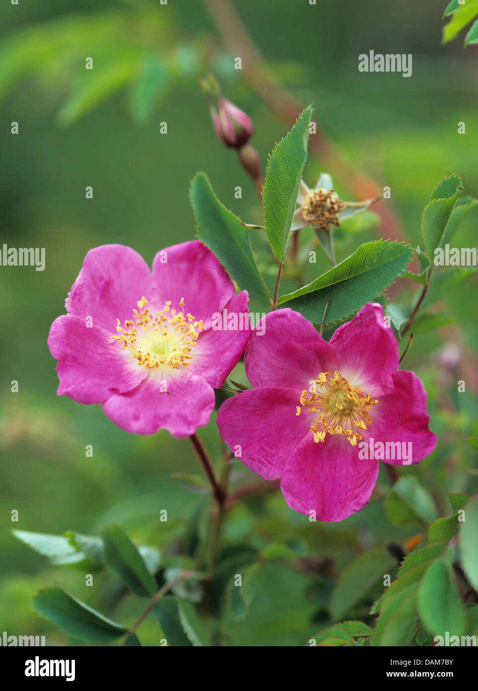 Mountain Rose (Rosa pendulina), blooming, Austria Stock Photo