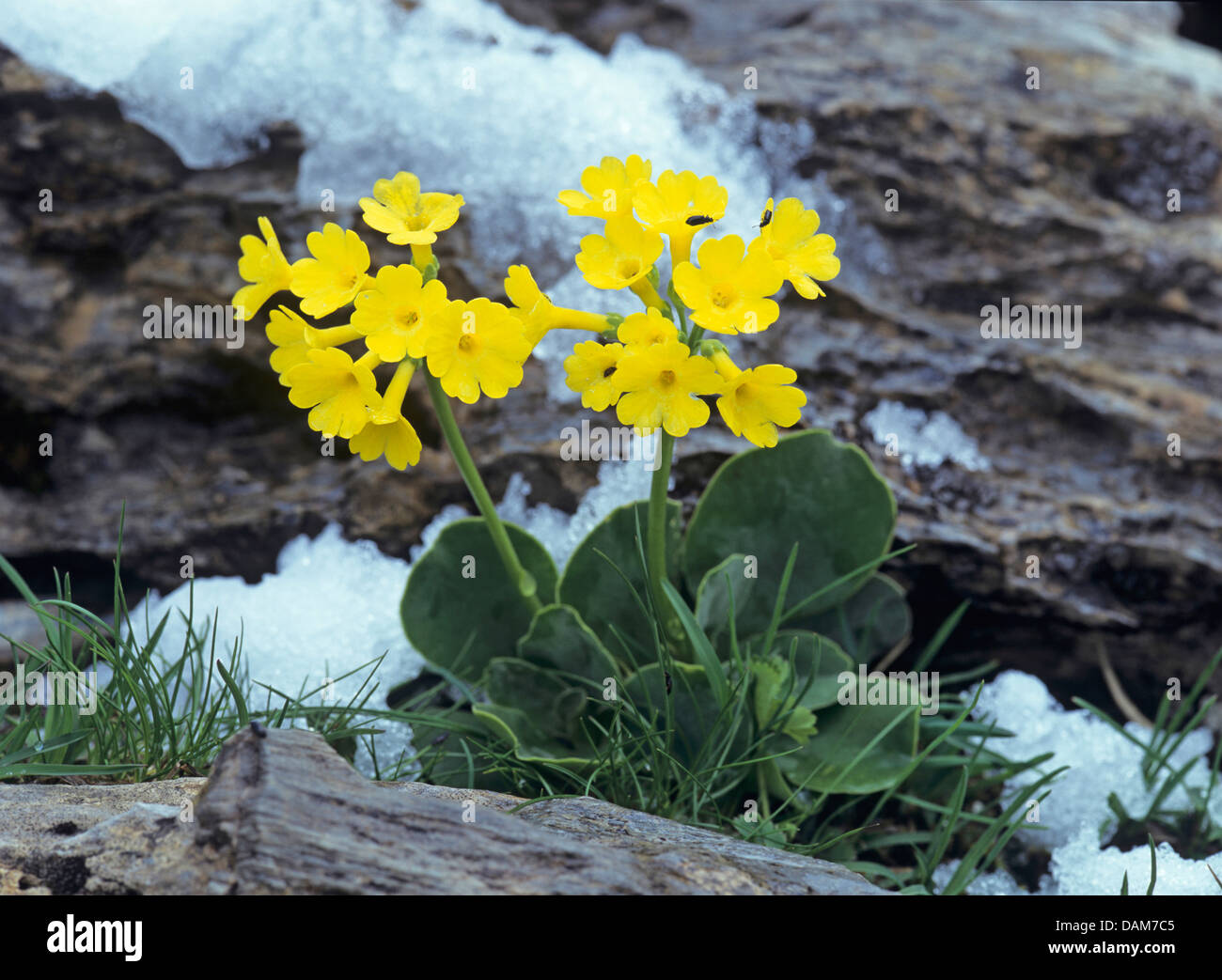 Dusty Miller, Garden Auricula (Primula auricula), Auricula in the snow, Austria Stock Photo