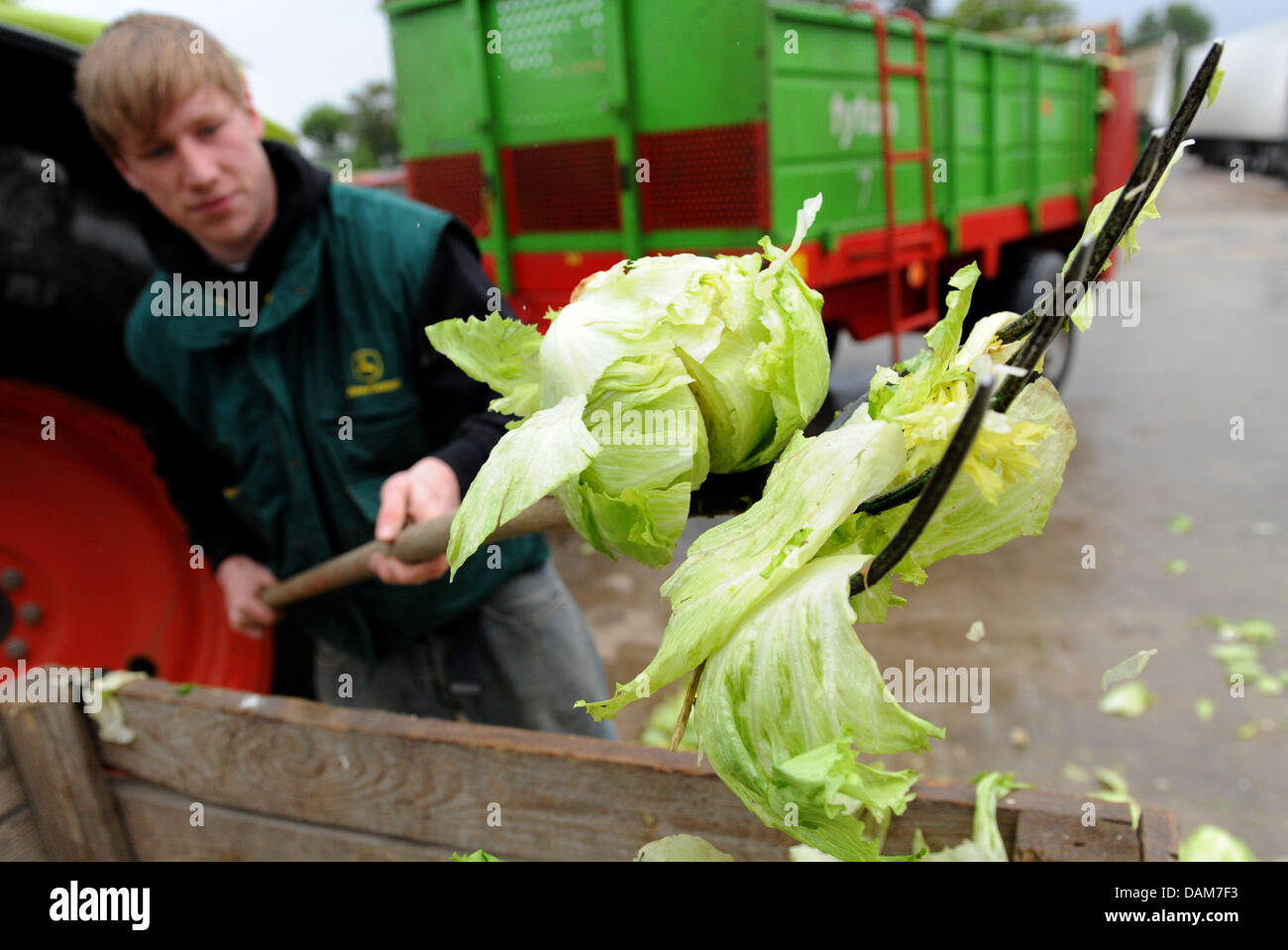 Tim Voges disposes salads at a field in Ronneberg, Germany, 27 May 2011. Farmers in the north of Germany shred and throw away tons of salads, tomatos and cucumbers, due to possible infections of EHEC-bacteria. Photo: Julian Stratenschulte Stock Photo