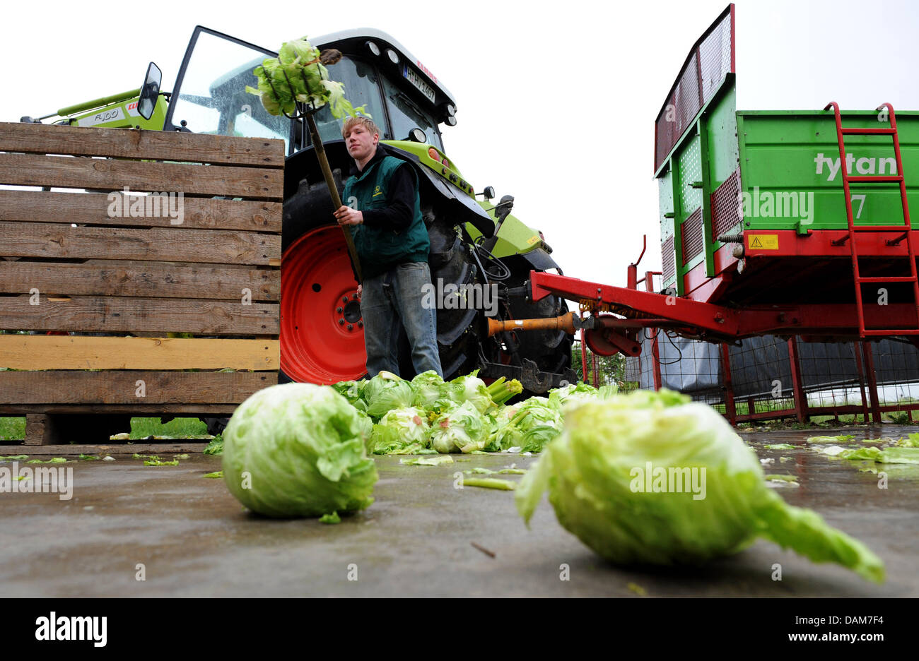 Tim Voges disposes salads at a farmyard in Ronneberg, Germany, 27 May 2011. Farmers in the north of Germany shred and throw away tons of salads, tomatos and cucumbers, due to possible infections of EHEC-bacteria. Photo: Julian Stratenschulte Stock Photo