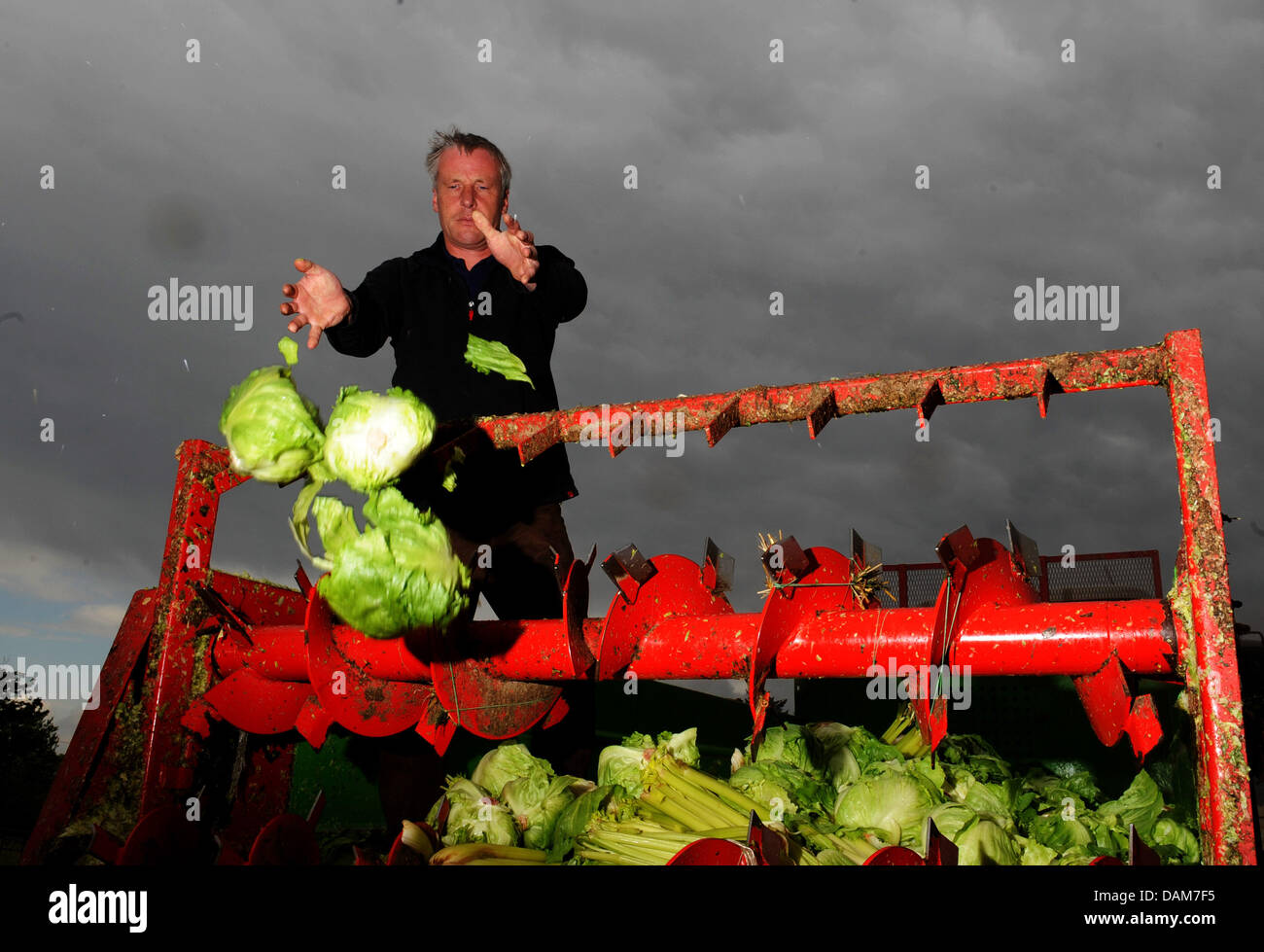 Farmer Hermann Voges disposes salads at a farmyard in Ronneberg, Germany, 27 May 2011. Farmers in the north of Germany shred and throw away tons of salads, tomatos and cucumbers, due to possible infections of EHEC-bacteria. Photo: Julian Stratenschulte Stock Photo