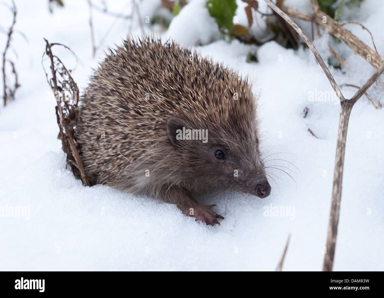 European hedgehog out in snow Stock Photo Alamy