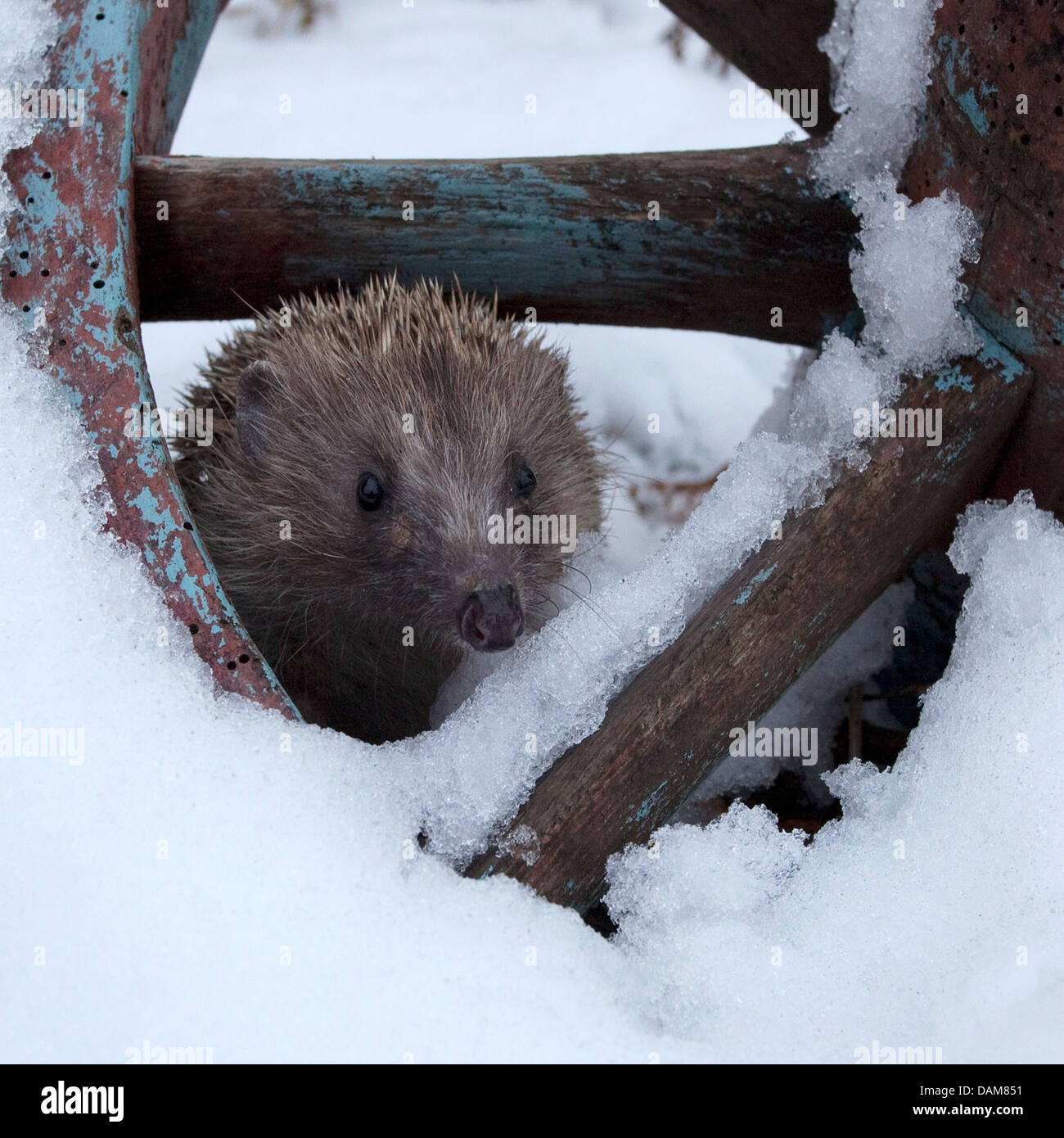 European hedgehog out in snow Stock Photo Alamy