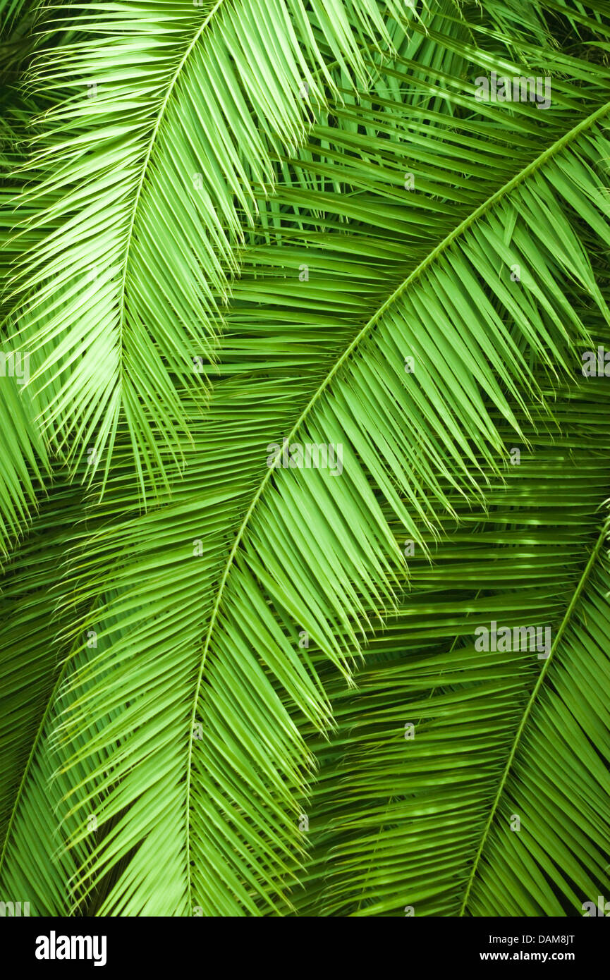 Palm leaves shade hi-res stock photography and images - Alamy