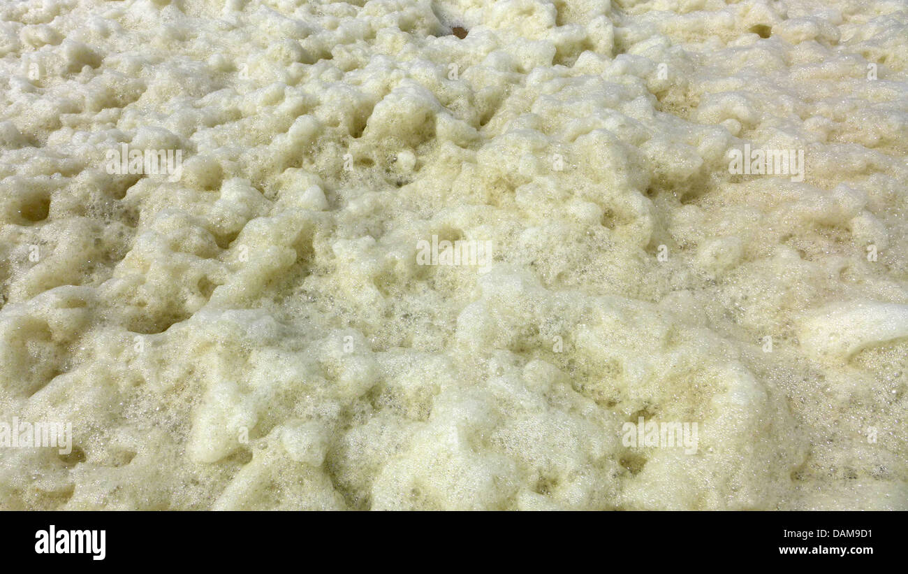 Phaeocystis, foam at the North Sea Coast, Netherlands Stock Photo