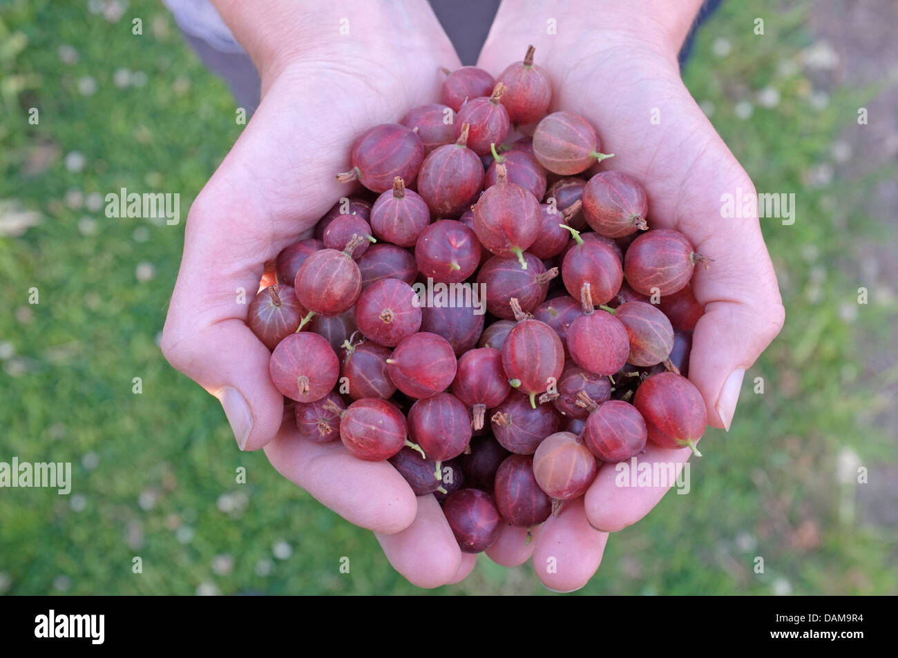 Freshly picked red gooseberries Stock Photo