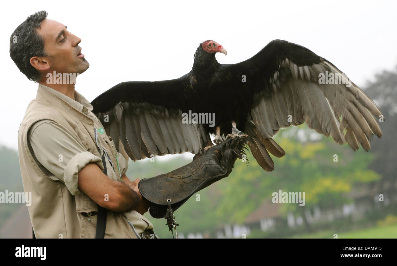 https://c8.alamy.com/comp/DAM9T5/trainer-german-alonso-holds-vulture-miss-marple-at-the-weltvogelpark-DAM9T5.jpg