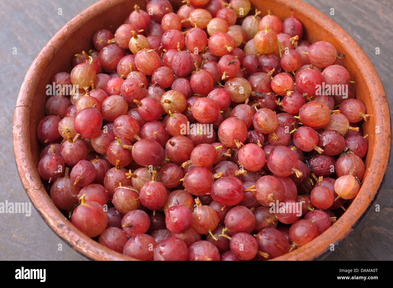 Freshly picked red gooseberries Stock Photo