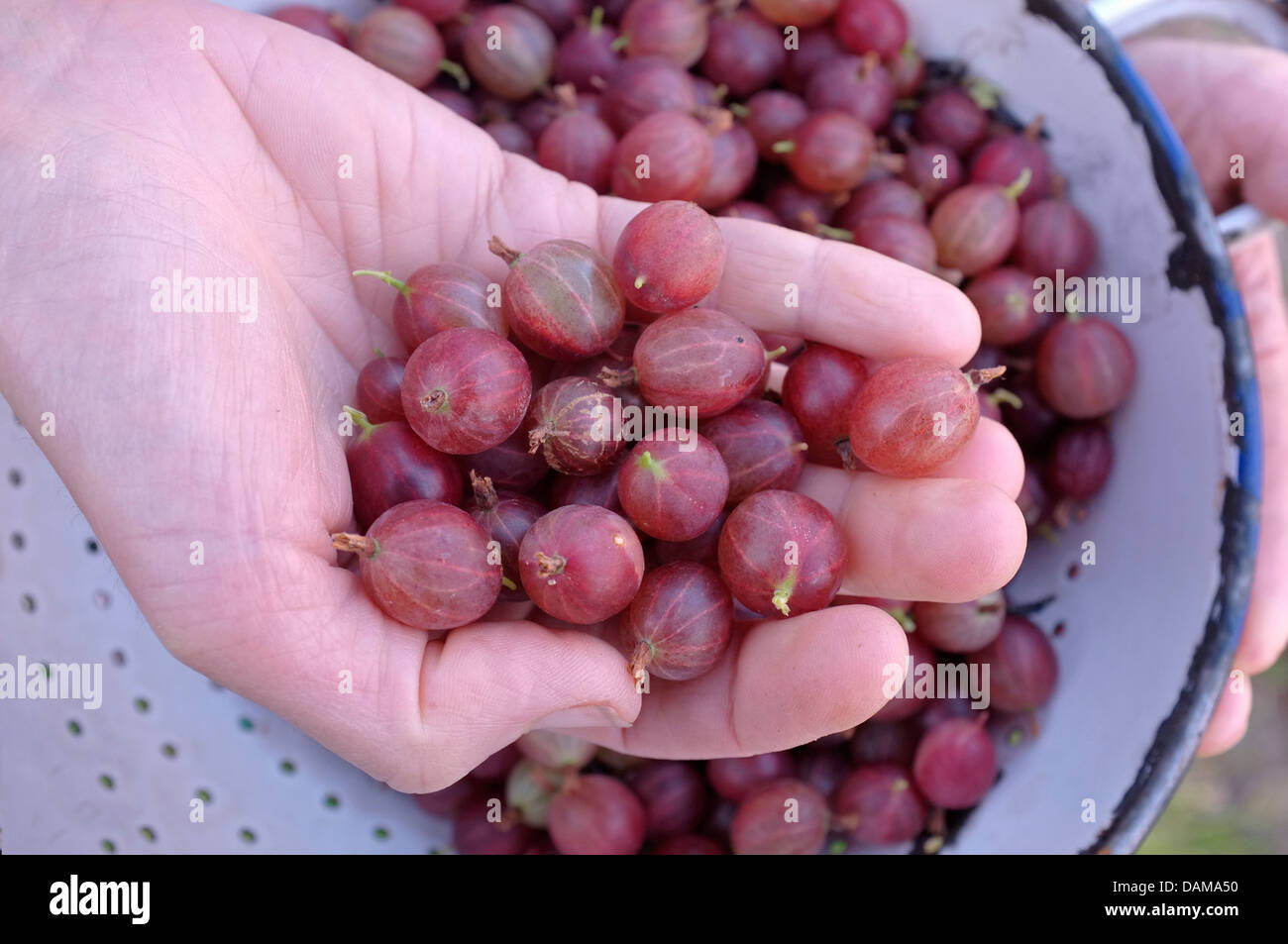 Freshly picked red gooseberries Stock Photo