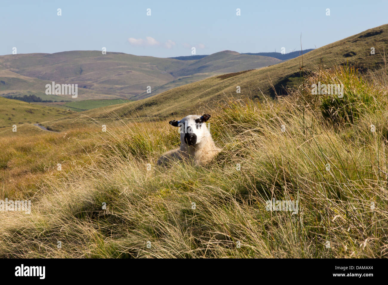 Cambrian mountains sheep Stock Photo Alamy