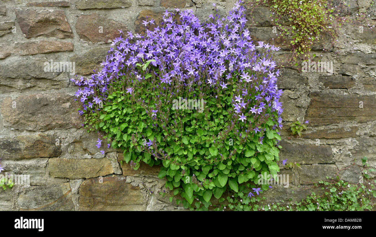 Poscharsky's bellflower, Serbian bellflower (Campanula poscharskyana), growing on an old wall together with Ivy-leaved toadflax, Germany Stock Photo