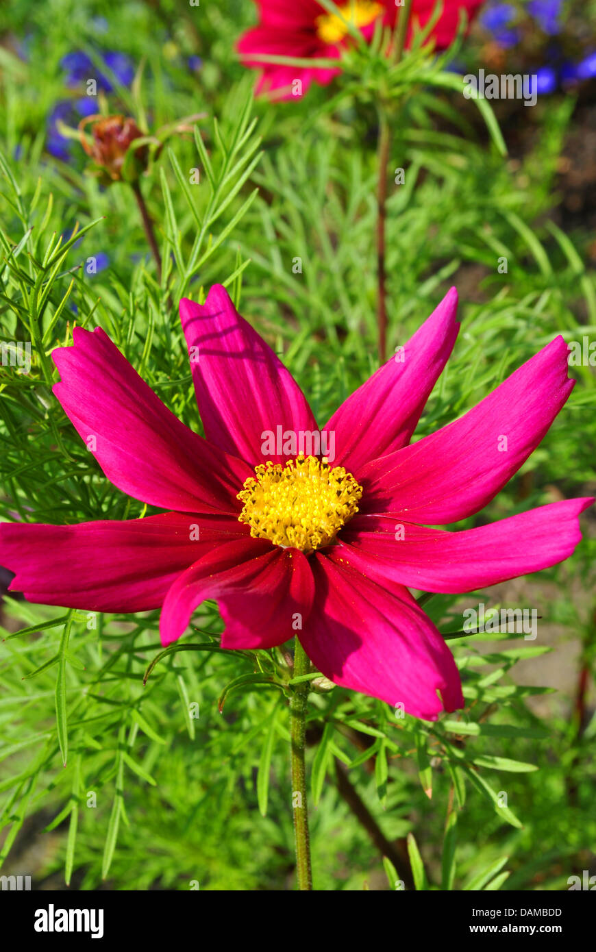 Mexican aster flower Latin name Cosmos bipinnatus Stock Photo - Alamy