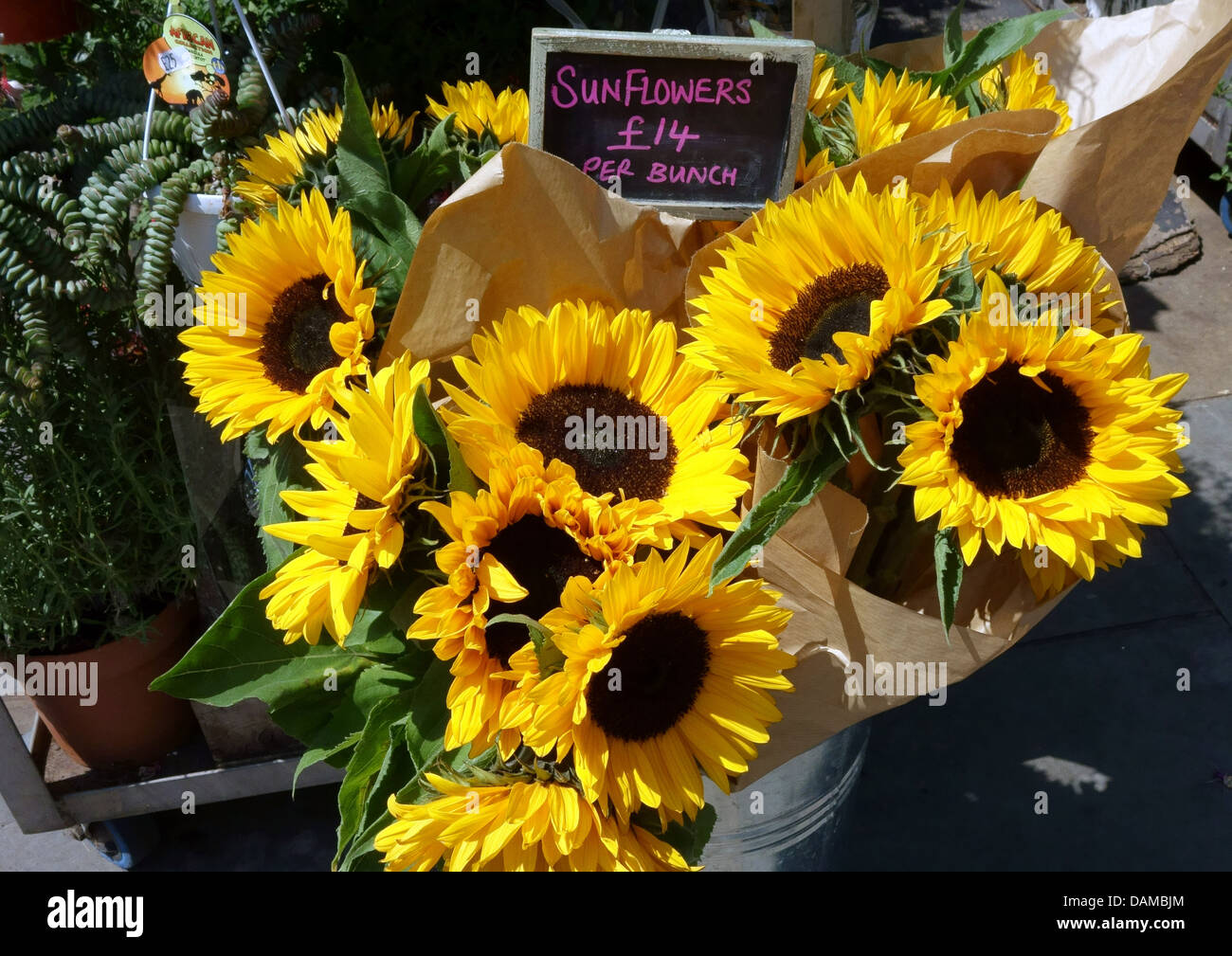 Costly sunflowers on sale in florists shop, Islington, London Stock Photo