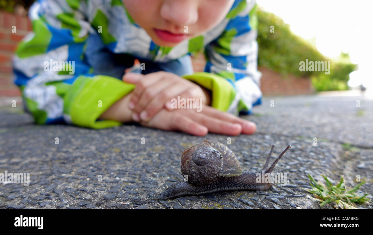 brown garden snail, brown gardensnail, common garden snail, European brown snail (Helix aspersa, Cornu aspersum, Cryptomphalus aspersus), little boy watching an snail on a sidewalk, Netherlands Stock Photo