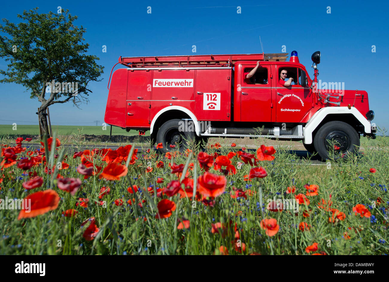 Fire Engine Poppy An historic fire engine drives past blooming poppies during the ...