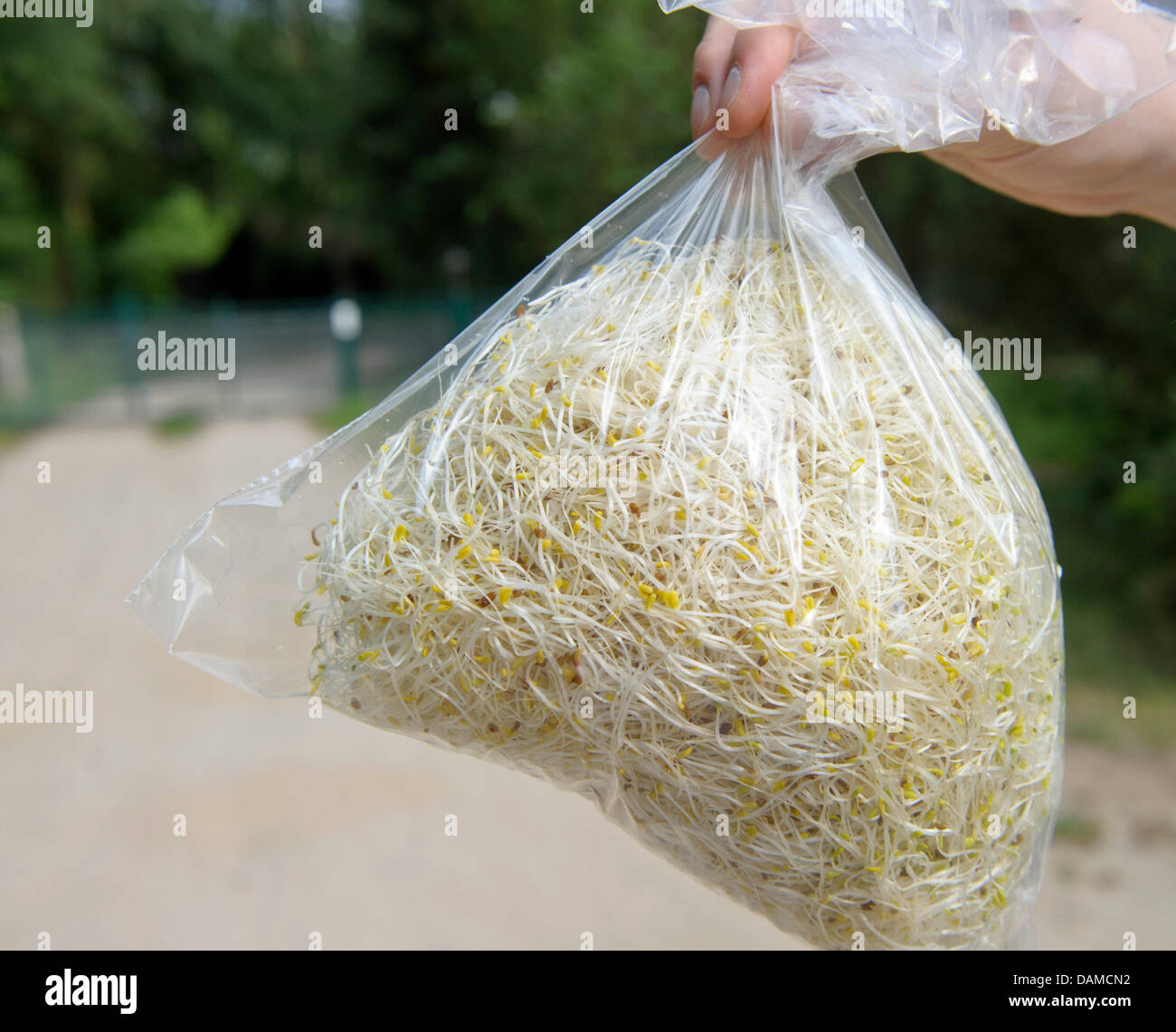 Sprouts of the market gardening company Bienenbuettel lie inside a plastic bag in Neu-Steddorf, Germany, 5 June 2011. After the suspicion that sprouts are the source of EHEC the Ministry  of Agriculture in Lower Saxony will present first results of sample investigations on 6 June 2011. Photo: HANS-JUERGEN WEGE Stock Photo