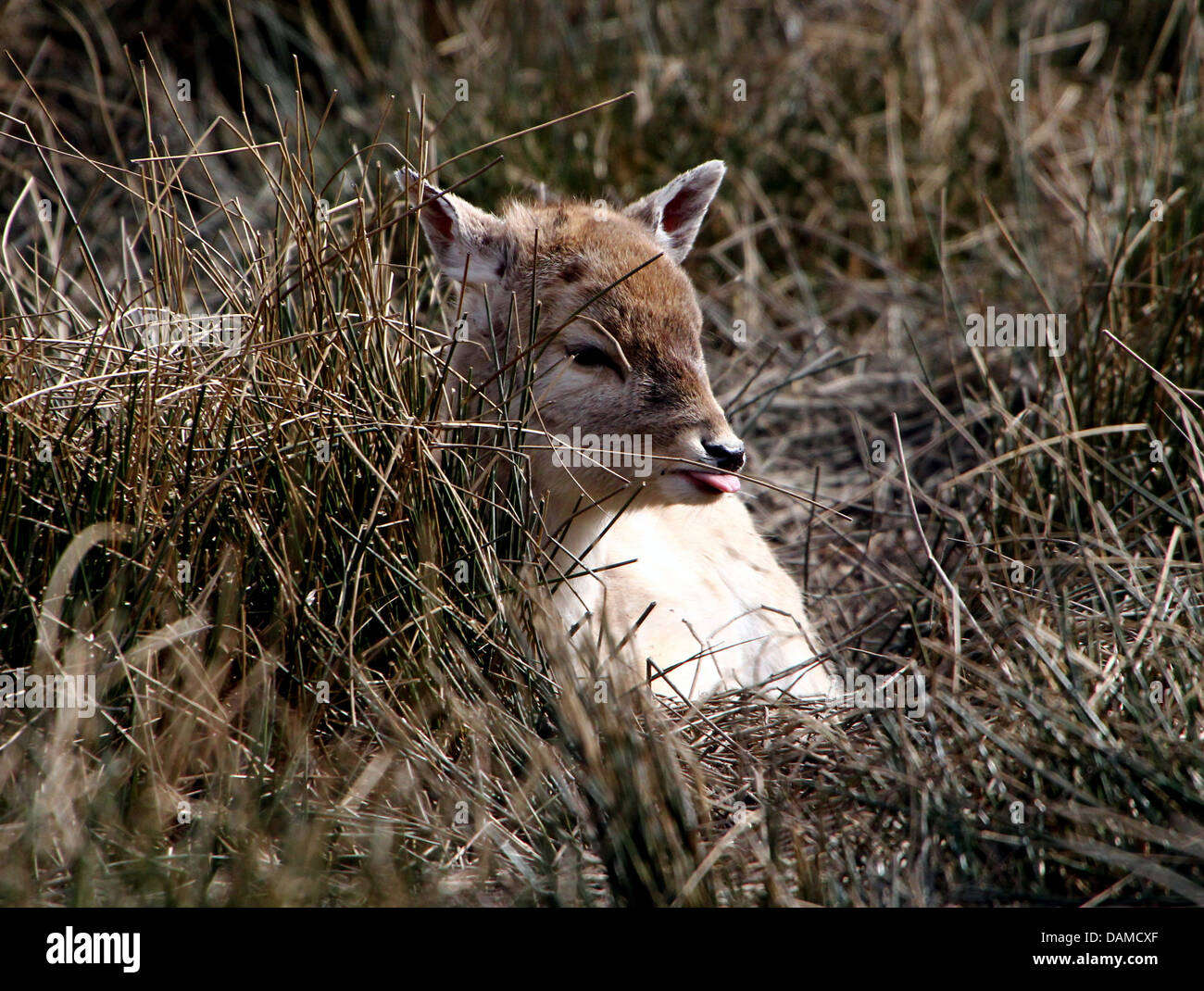 Close-up portrait of a  Fallow Deer doe (Dama Dama) Stock Photo