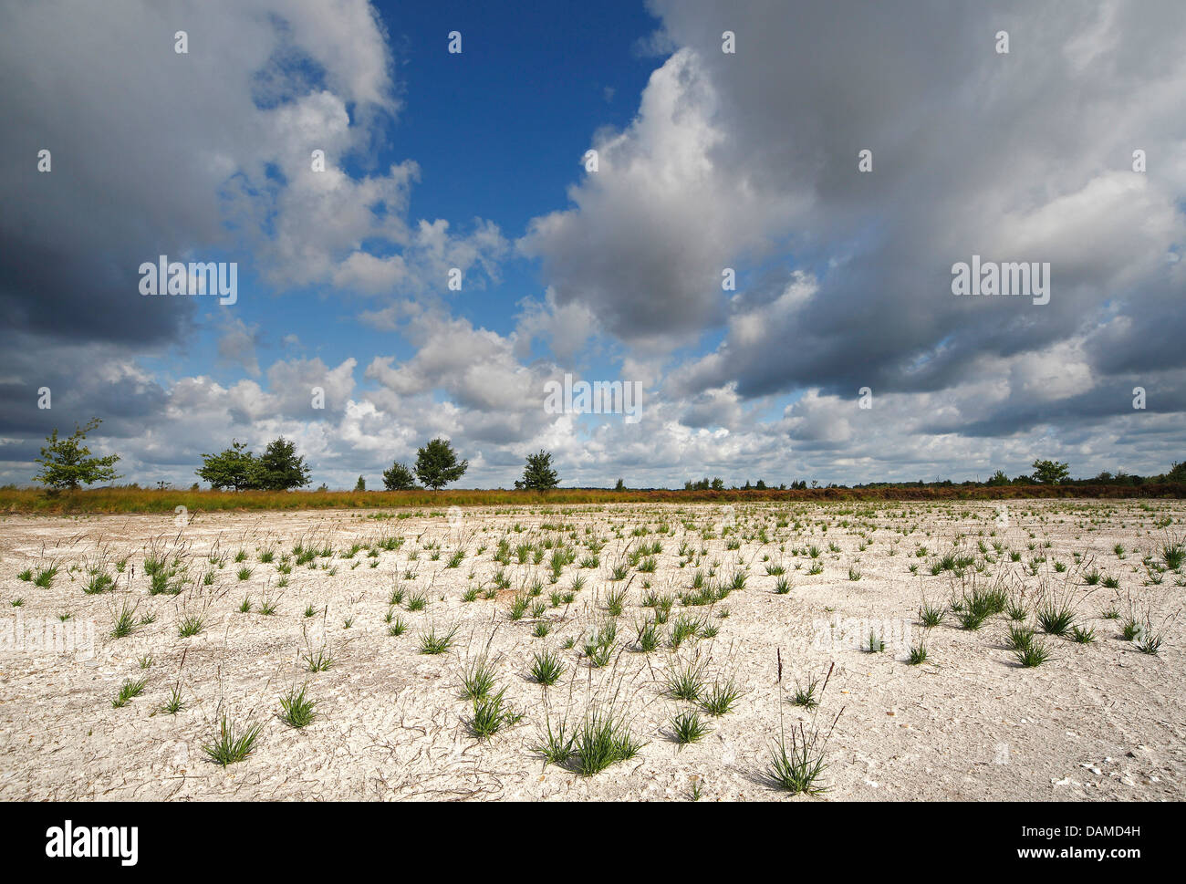 nature management, removing top soil in Mechelse heath, Belgium, Limburg, Hoge Kempen National Park Stock Photo