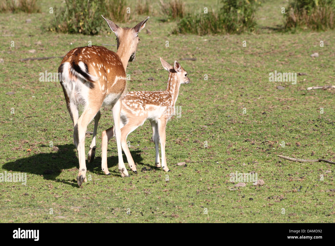 Close-up portrait of a Fallow Deer fawn with his mother (Dama Dama) Stock Photo
